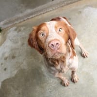 AXIS, chien à adopter