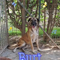 BURT nato ad GIUGNO 2024, cane da adottare