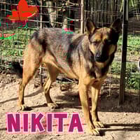 NIKITA....simpatica cane lupa, cane femmina da adottare