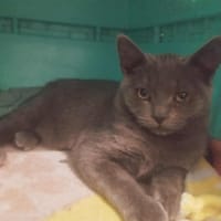 Angie, chatte à adopter