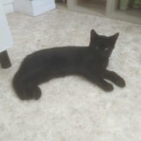 ardoise, chatte à adopter