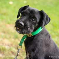 Lexus, pies do adopcji