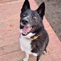 Lux, pies do adopcji