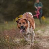 Grafi, pies do adopcji