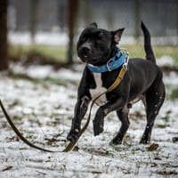 Aston, pies do adopcji