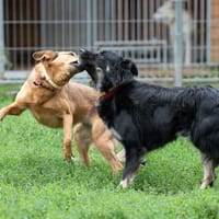 Kale, pies do adopcji