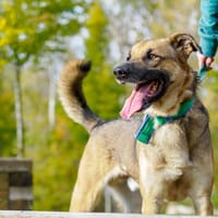 Merlin, pies do adopcji