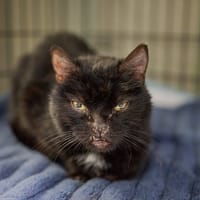 Balbusia, kotka do adopcji