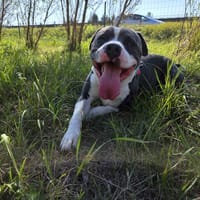 Blues, pies do adopcji