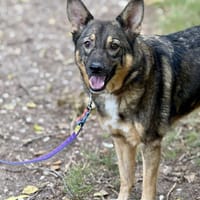 Szarik, pies do adopcji