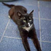 Donat, kot do adopcji