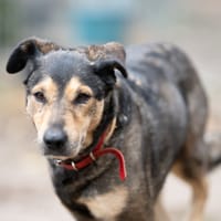 Saskia, suczka do adopcji