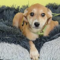 Anrai unser kleiner Prinz..., Hund zur Adoption