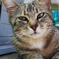 Verschmuste, fröhliche Katze Zoe, Katze zur Adoption