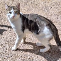 Junger, sozialer Kater Zorro, Kater zur Adoption