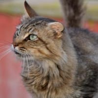 Unkomplizierter Lauro sucht Zuhause, Kater zur Adoption
