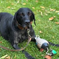 Ringo möchte gefordert werden, Hund zur Adoption