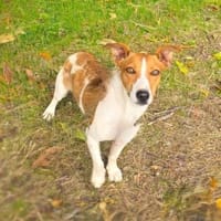 Toller Jack Russel Mix, Hund zur Adoption