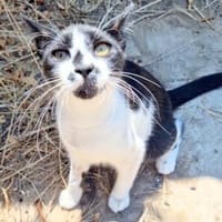 Junger, zutraulicher Kater Kolumbus, Kater zur Adoption