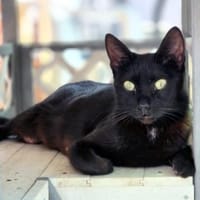 Hübsche, menschenbezogene Katze Cleo, Katze zur Adoption