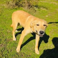 Nicki sehr menschenbezogen, Hund zur Adoption