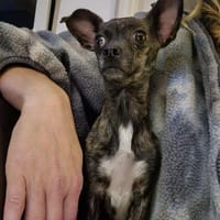 Griselda, Hündin zur Adoption