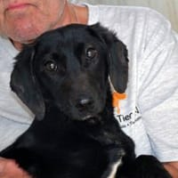 Dakar freut sich auf Sie!, Hund zur Adoption