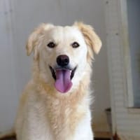 Möchten Sie Serenella zu sich nehmen?, Hündin zur Adoption