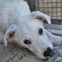 Federico in der Tierherberge Donzdorf, Hund zur Adoption