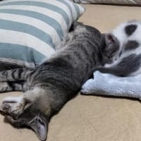 Liebes Katzenduo Dina und Elliot, Kater zur Adoption