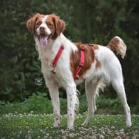 Schenken Sie Bill ein Zuhause für immer?, Hund zur Adoption