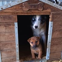 Liebenswerte, hübsche Missi sucht, Hündin zur Adoption