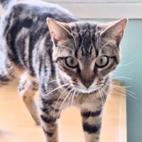 Sanfte, freundliche Katze Marta, Katze zur Adoption