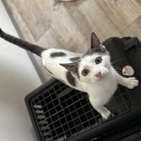 Bobby mit den blaugrauen Flecken, Kater zur Adoption