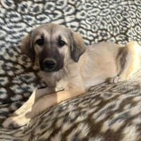 4 Welpen suchen dringend ein Zuhause, Hund zur Adoption