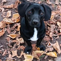 Enid, Hündin zur Adoption