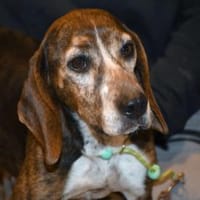 Wer schenkt Chanella das Glück?, Hündin zur Adoption