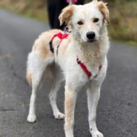 Wer gibt Serena eine Chance?, Hündin zur Adoption