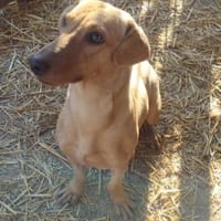 Lilli sucht ihre Familie, Hündin zur Adoption