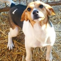 Süße Csubi möchte Koffer packen, Hündin zur Adoption