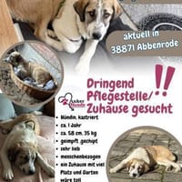 Hana sucht ihre Menschen 🐾, Hündin zur Adoption
