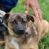 Chia - kinderlieb u. zutraulich, Hündin zur Adoption