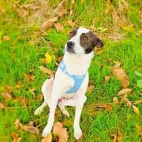 Gutsi ein lieber Rüde, Hund zur Adoption