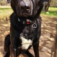 Verspielter Arko sucht aktive Familie, Hund zur Adoption