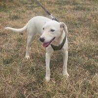 Toller Familienhund Danny, Hund zur Adoption