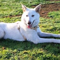 Yuki sucht ihr Zuhause für Immer, Hündin zur Adoption