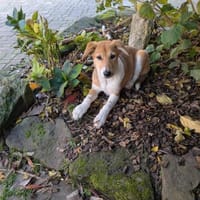 Riba - zutraulicher Welpe Hündin, Hündin zur Adoption