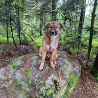 💙 Eddie sucht aktive Menschen!💙NOTFALL, Hund zur Adoption