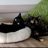 Hiba & Dalila suchen mit Freigang, Katze zur Adoption