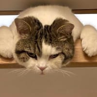 LENA, Katze zur Adoption